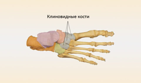  Клиновидные кости стопы