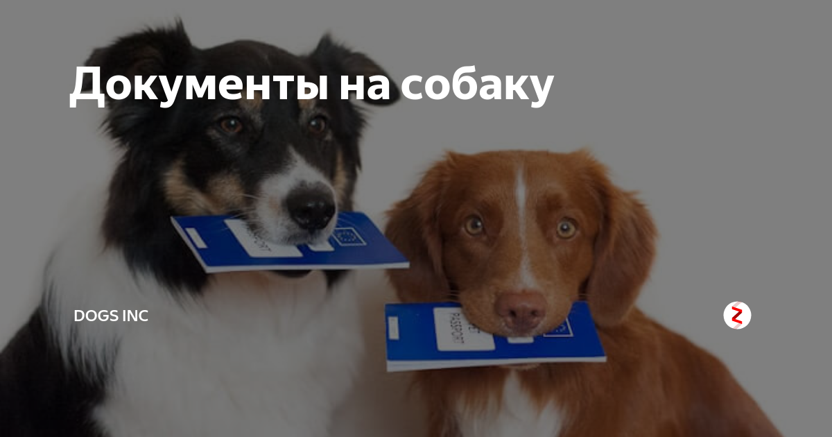 Документы на собаку Документы на собаку