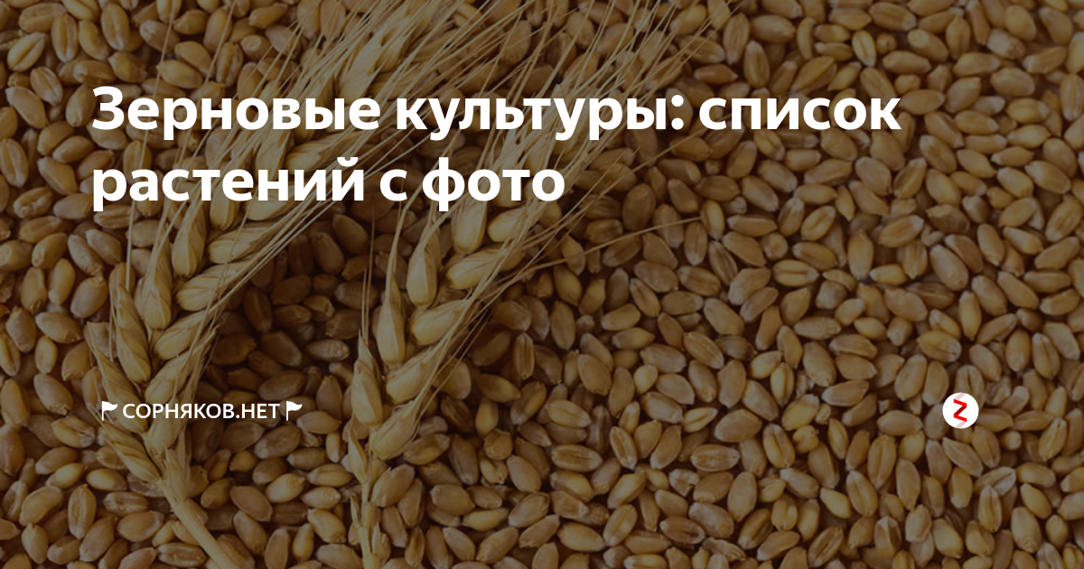 Зерновка пшеницы фото