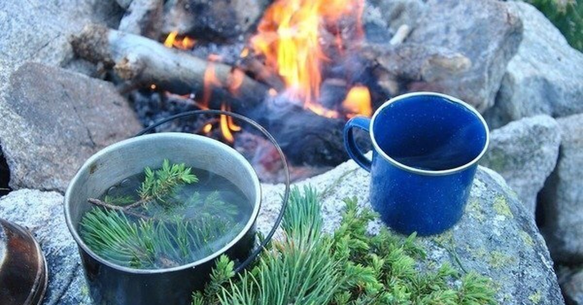 В огонь и в воду дзен. Хвойный отвар. Хвойный настой. Чай в лесу. Чай из хвои сосны.