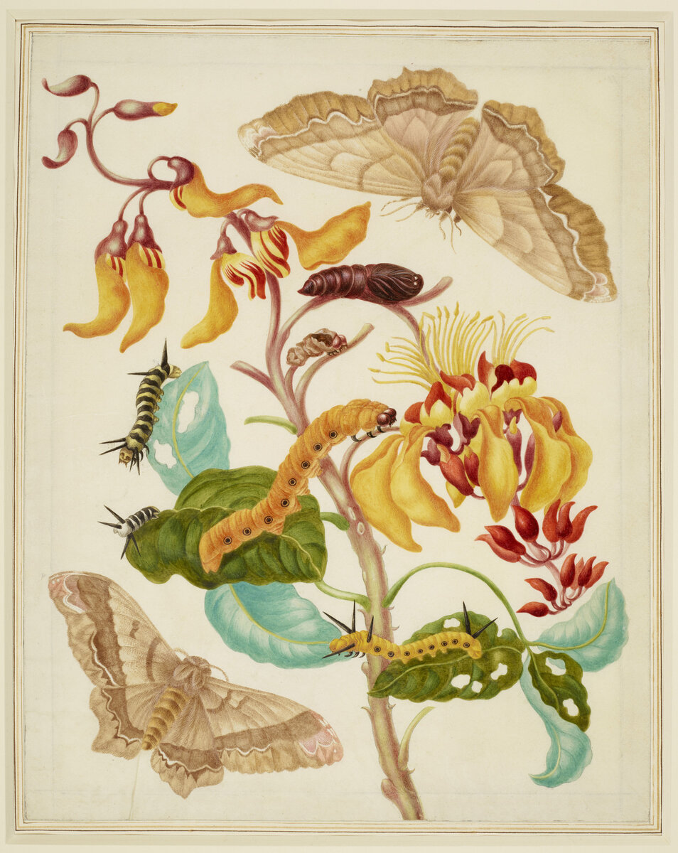 Мария Сибилла МЕРИАН Эритрина с гигантской бабочкой шелкопрядом 1702-03. MARIA SIBYLLA MERIAN Swamp Immortelle with Giant Silk Moth 1702-03