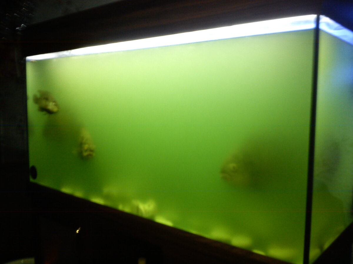 Желтая вода в аквариуме. Грязный аквариум. Грязная вода в аквариуме. Очень грязный аквариум. Мутная вода в аквариуме.