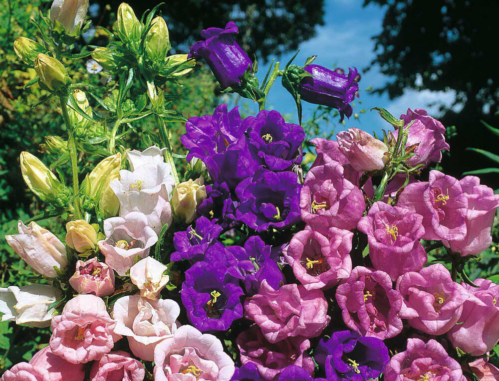 Колокольчик средний