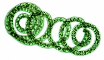 спираль одноклеточной водоросли спирулины под микроскопом