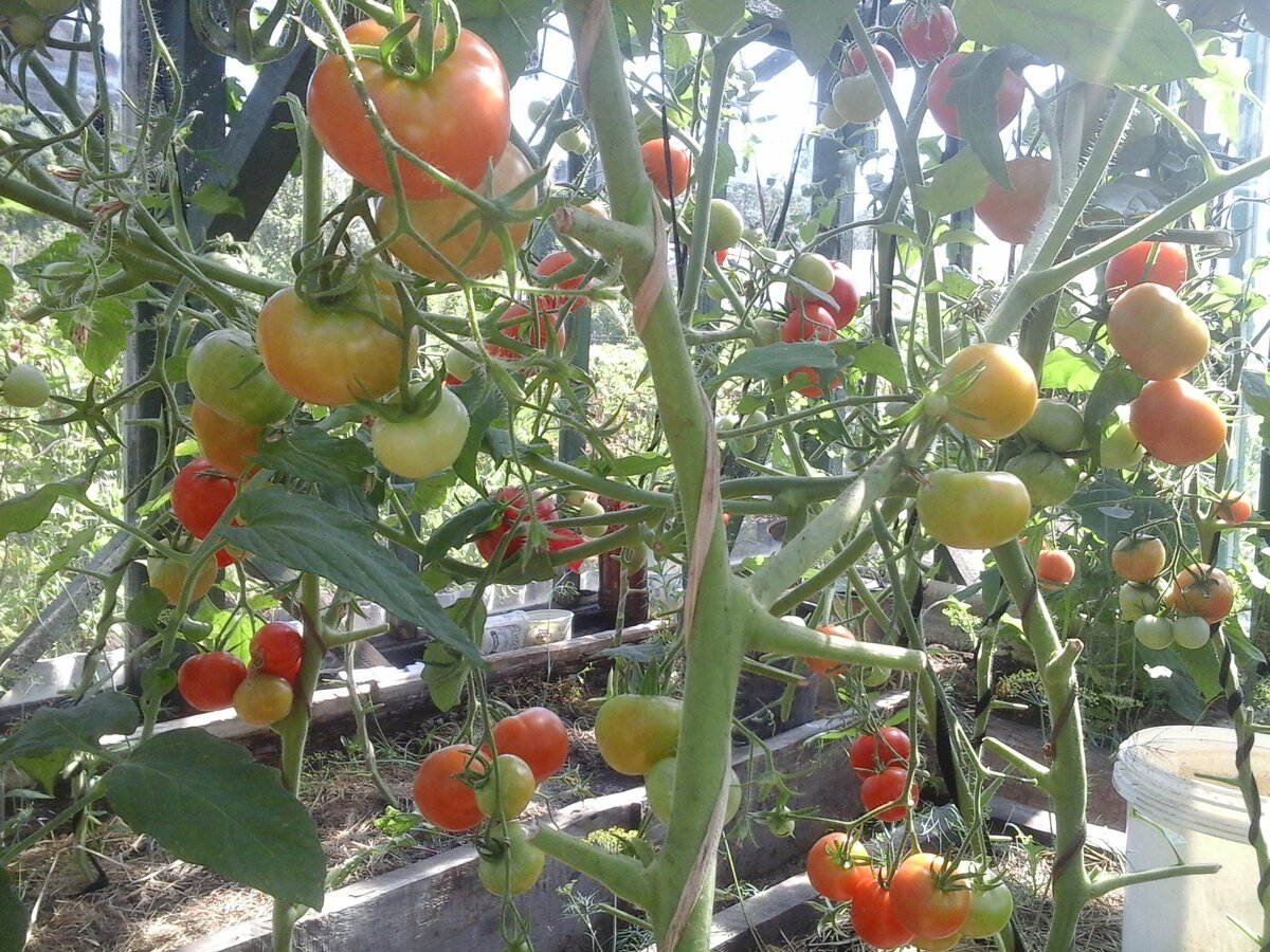 Фото. Помидоры в теплице.
