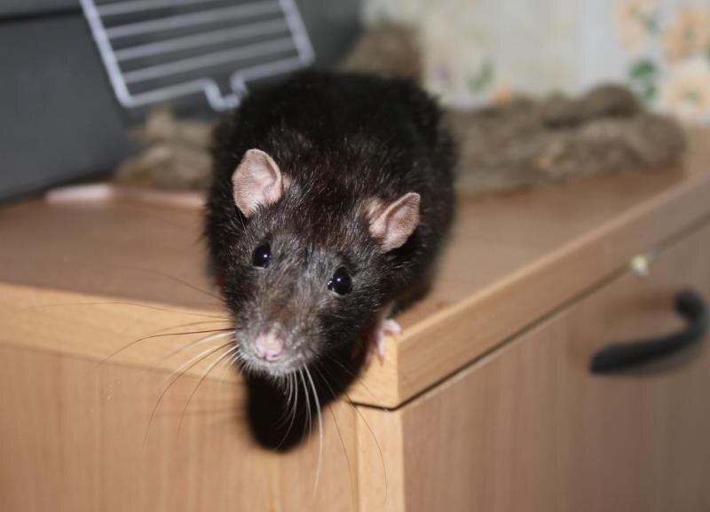 Как сделать ловушку для крыс: простые и эффективные методы