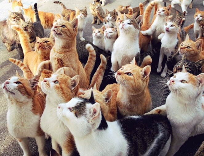 Котов много не бывает :)