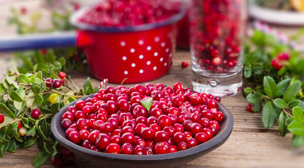 Брусника полезная еда фермерские товары