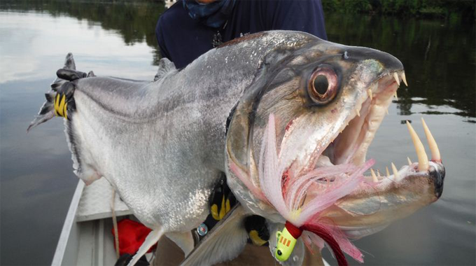 Опасная рыбка