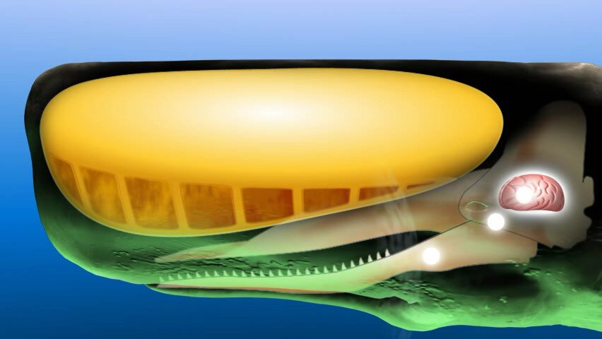 Кашалот - кит, полный сюрпризов