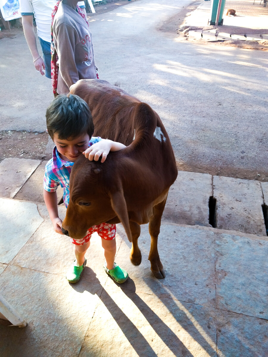 Санёк обнимает теленочка на Гоа, Индия, 2016 г.