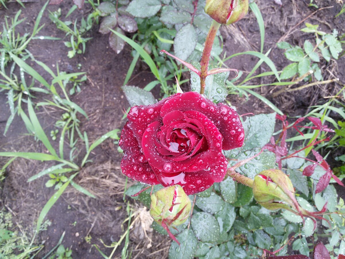 Роза в моём саду