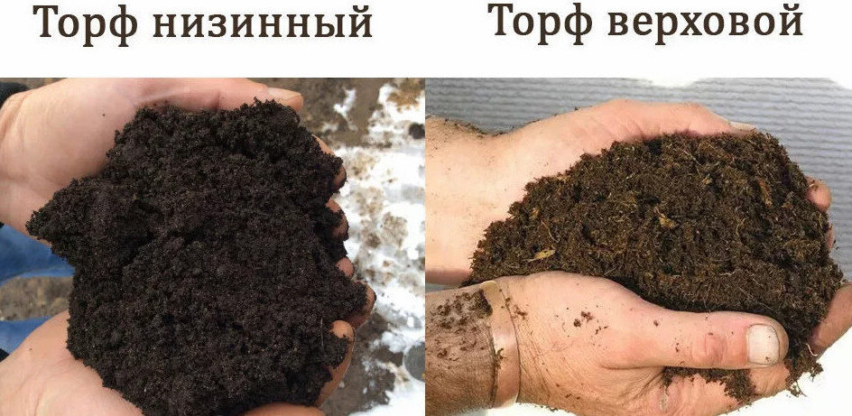 Фото: http://zelenysad.ru/wp-content/uploads/2018/01/2018-01-19_153505.jpg