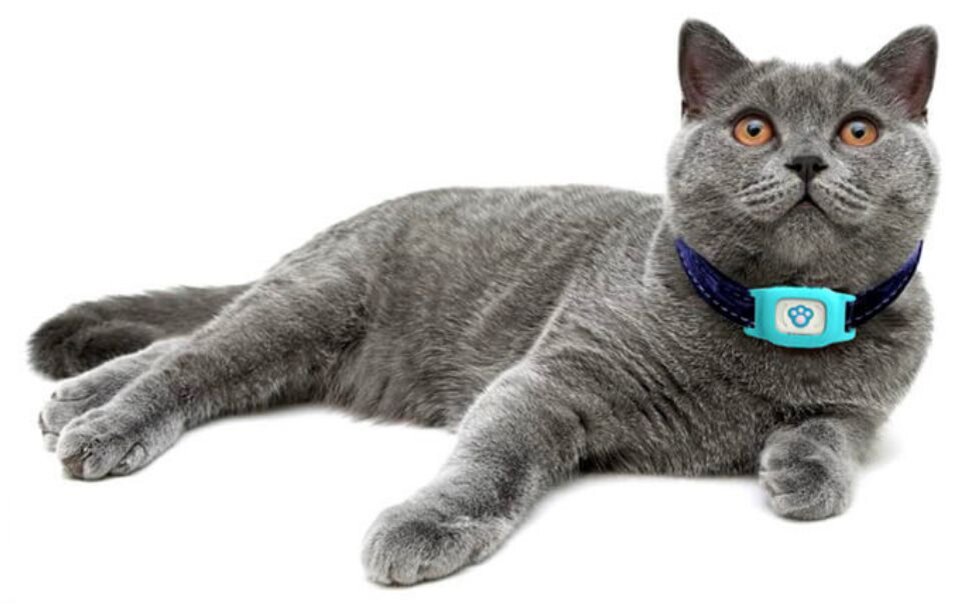 Как не потерять кота, себя и смысл жизни: GPS-трекеры для животных |  ICHIP.RU | Дзен
