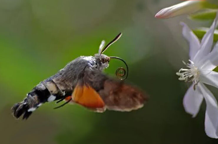 Бражник-хоботник, языкан обыкновенный.