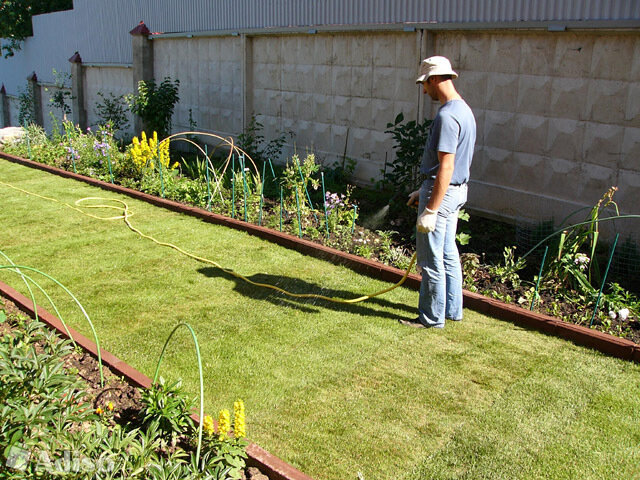 Многочасовой полив газона из шланга — стандартная ситуация