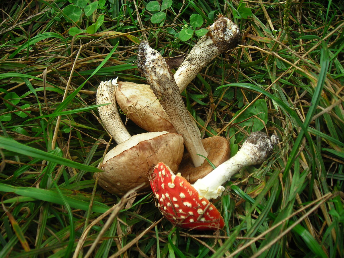 Я тоже собираю грибы без ножа