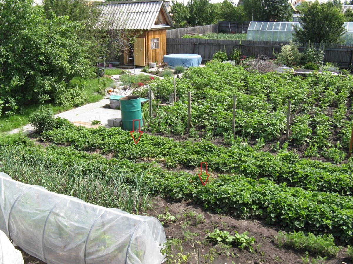 Грядки клубники представляют собой сплошной ковёр.