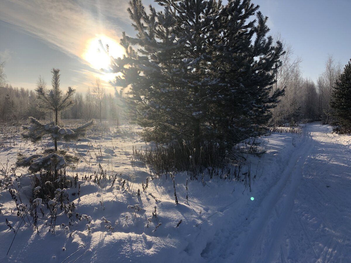 В лесу
