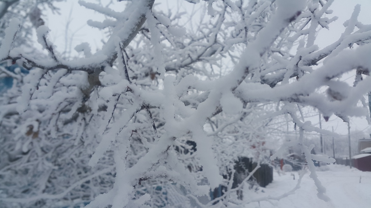 Немного зимнего настроения вам в ленту Дзена. Сфоткал сегодня пока гулял с дочей