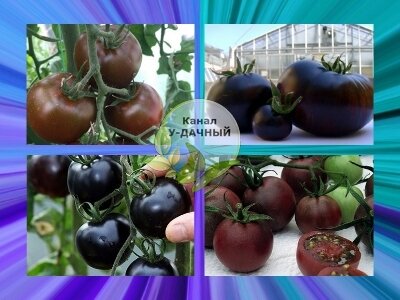 Лучшие сорта черных помидор (немного экзотики в вашу теплицу)