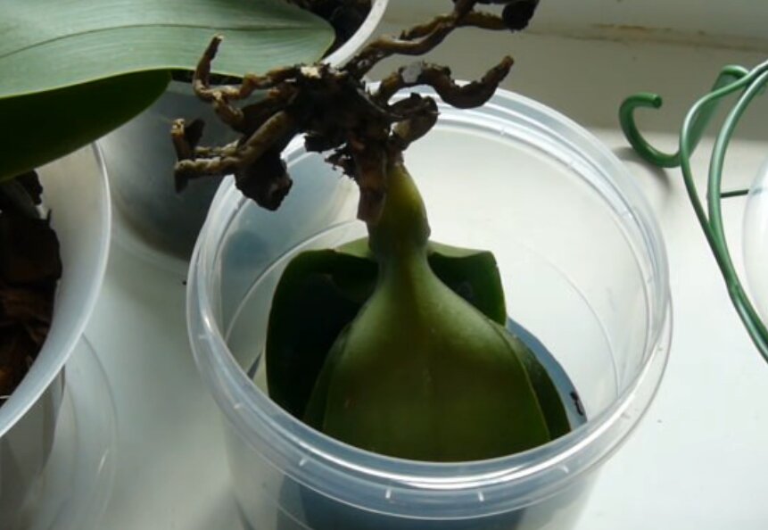 Нарастить корни у орхидеи над водой пошагово с фото