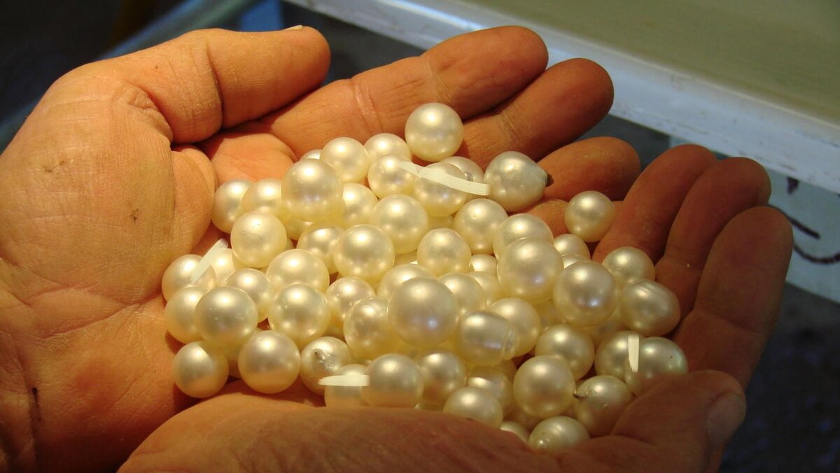 Я уверен, всем нравится жемчуг.