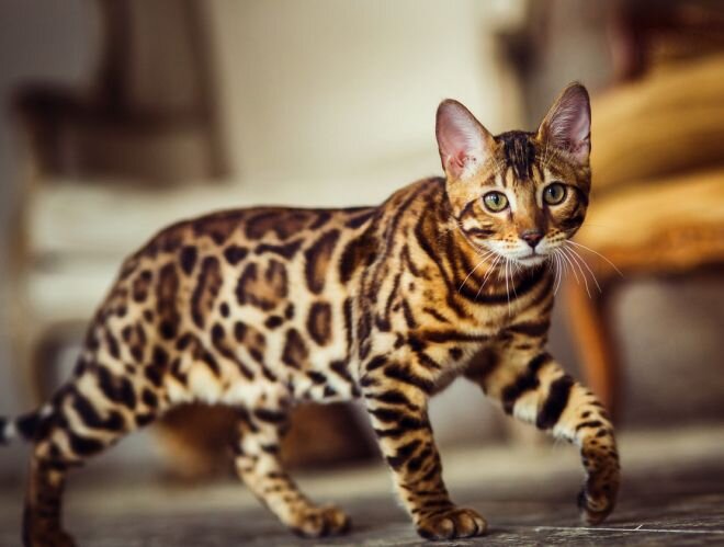 Бенгальская кошка - домашний мини-леопард | Гавкуша | Дзен