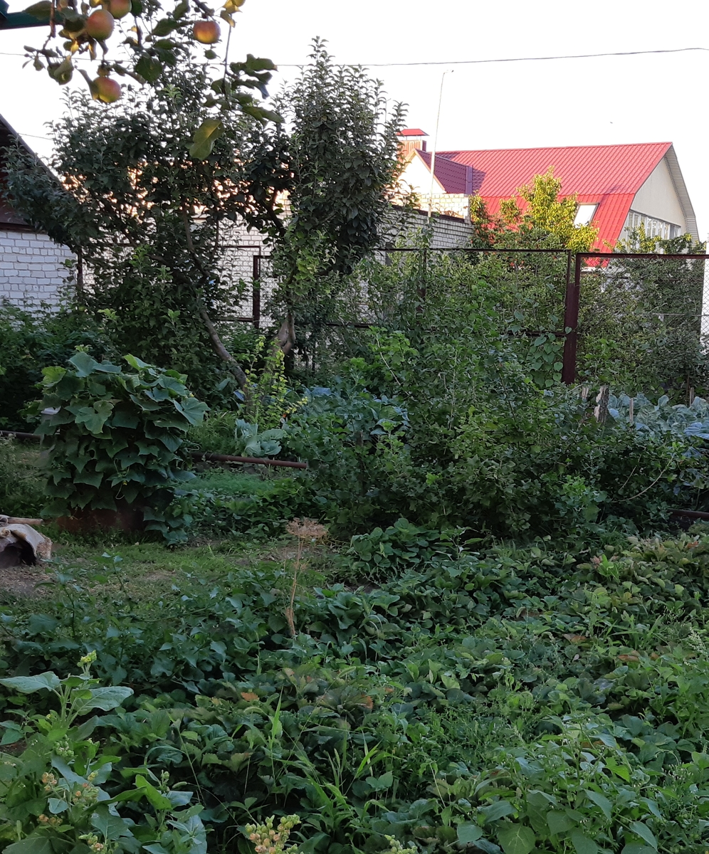 Вторая бочка с огурцами