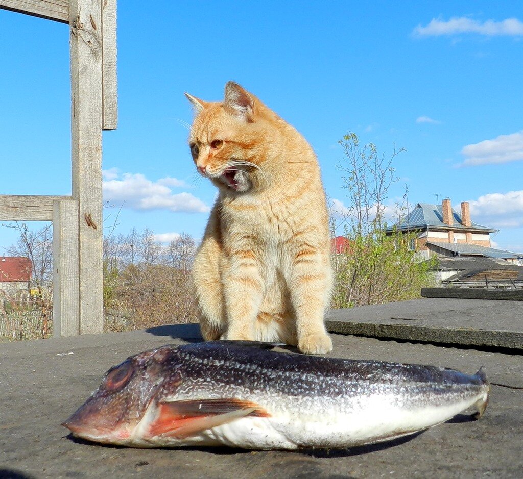 Почему кошки любят рыбу