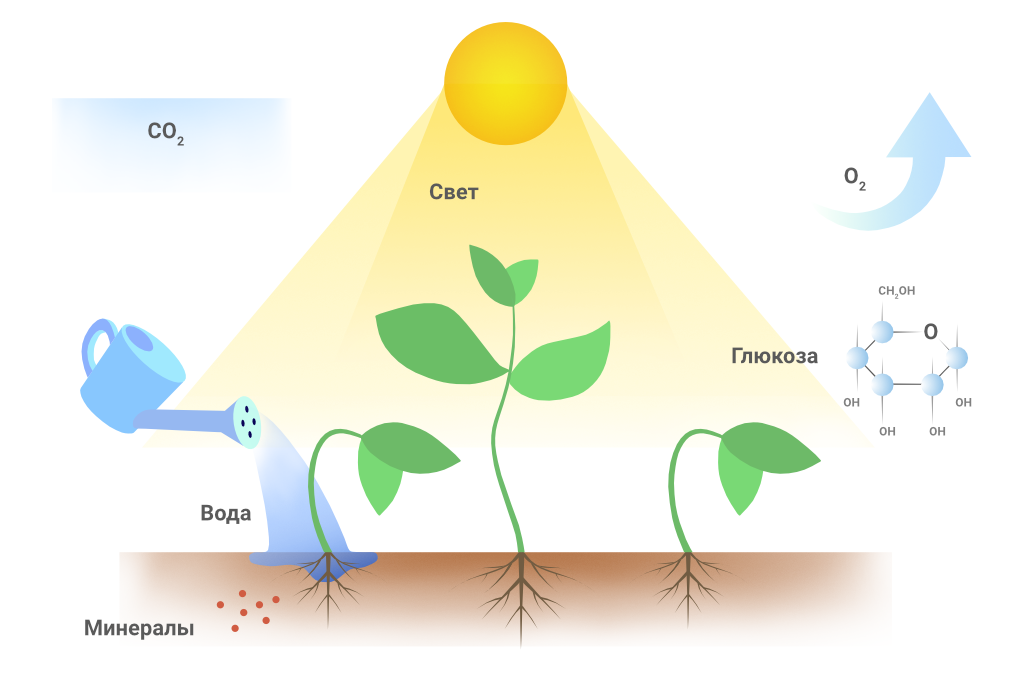 Из воздуха лист получает. Влияние освещения на растения. Схема роста растения. Свет влияет на растения. Важность света для растений.