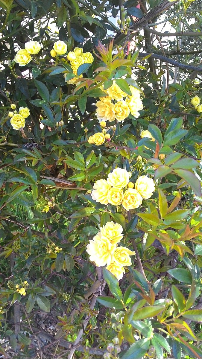 Красивое дерево с маленькими цветами. Так как я сибиряк, то многие южные импортные растения для меня с неизвестным названием)