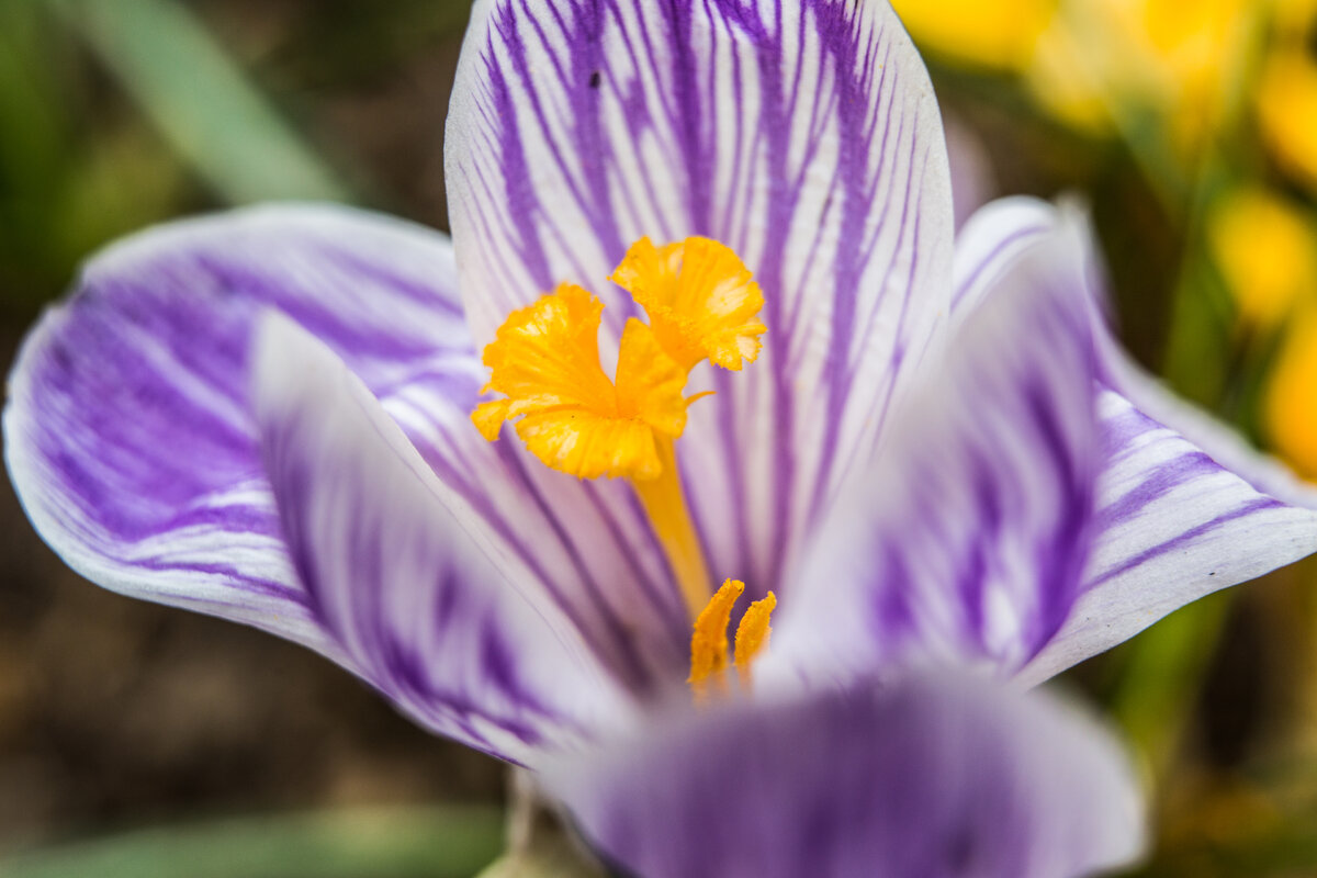 Крокус крупноцветковый