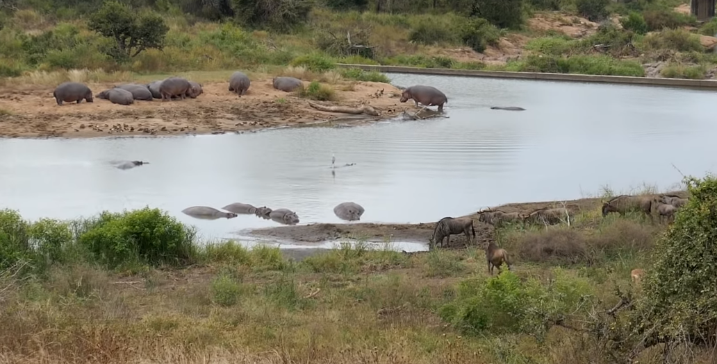 Многие животные здесь себя чувствуют в безопасности. Может и зря?