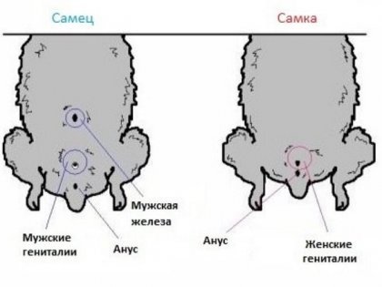 Как определить пол хомяка