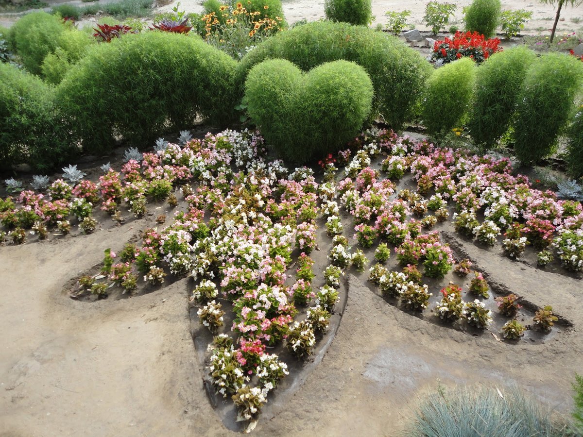 Семена кохия красный барон. Кохия грин лейс. Кохия грин форест. Кохия летний кипарис. Кохия летний кипарис.