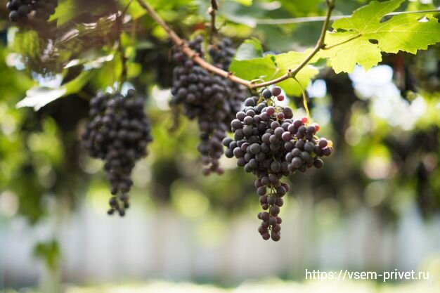 Как часто нужно поливать виноград летом