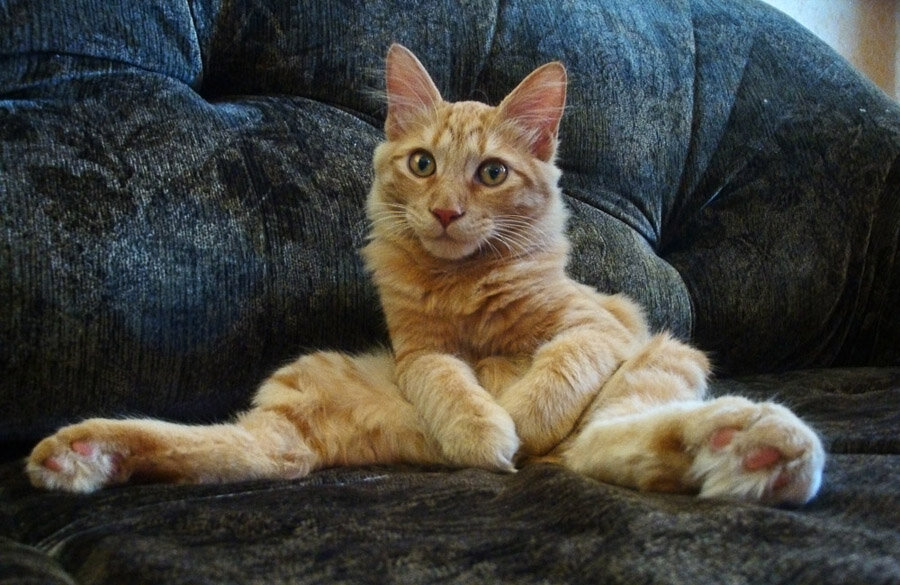 Да как ты могла такое подумать? Фото из открытых источников.