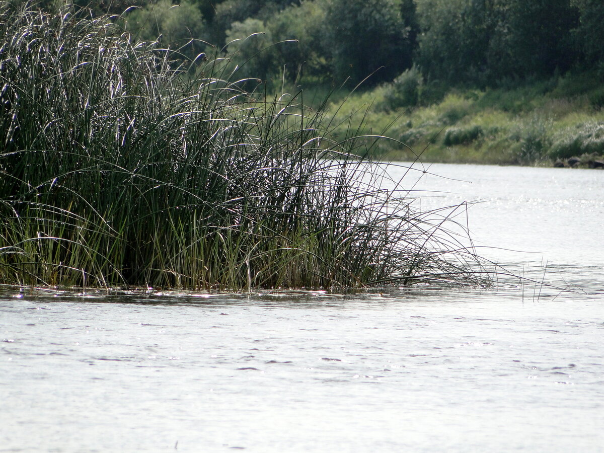 река Молога