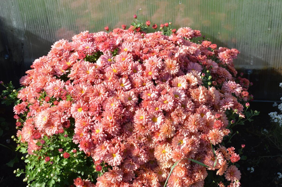 Хризантема мультифлора.