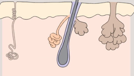 Микроскоп видит вот так - ( ствол волоса и сальные железы)
