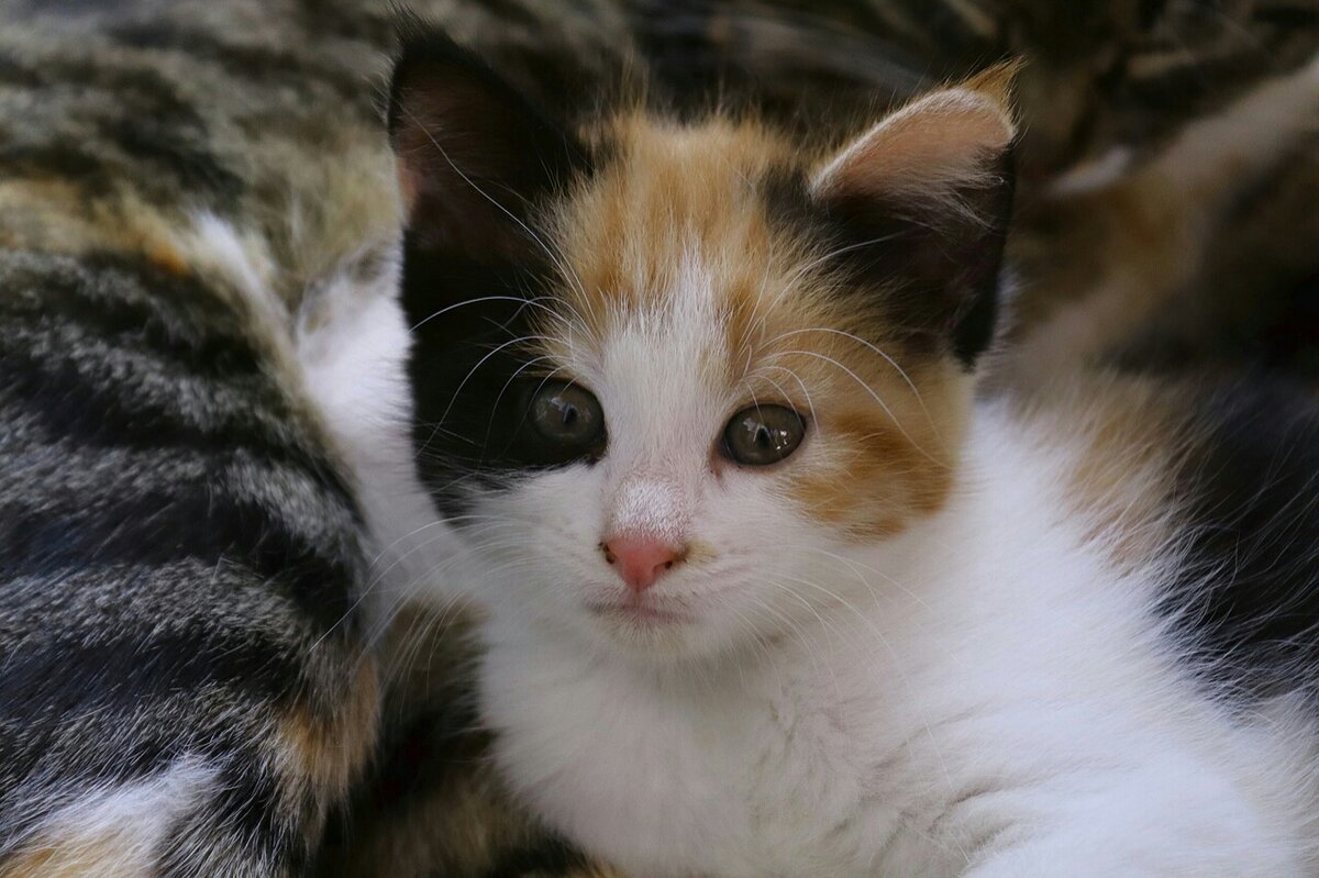 У каких кошек рождаются трехцветные котята. Трехцветный котенок. Красивые трехцветные кошки. Трехшерстная кошка. Трёхцветная кошка с голубыми глазами.