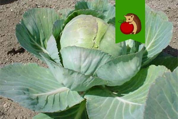 Фото: https://www.dacha6.ru/V/theme1/images/articles/big/poliv-belokochannoi-kapusty-v-sentyabre-gpeji.jpeg