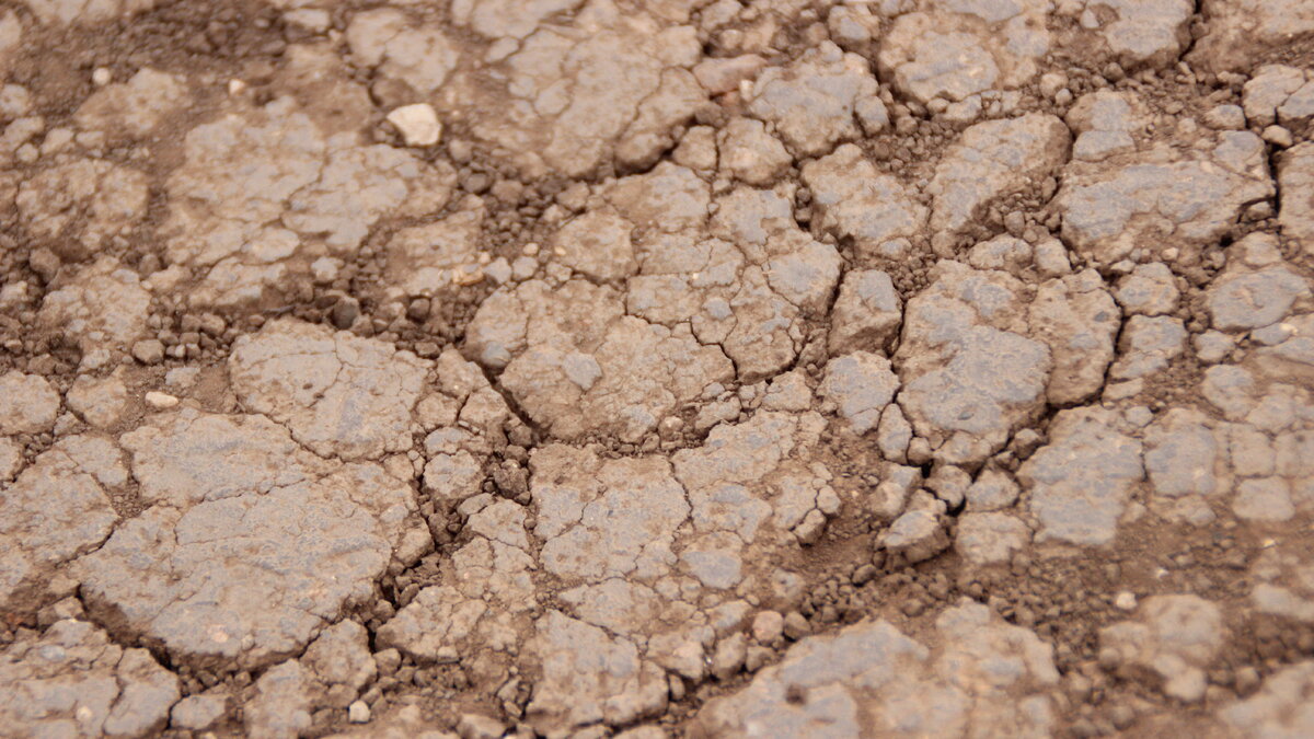 Калия на дороге грунтовой