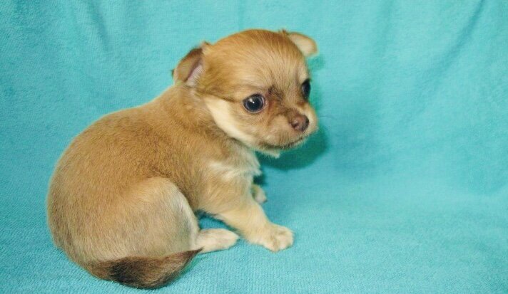 Чихуахуа 2 месяца 