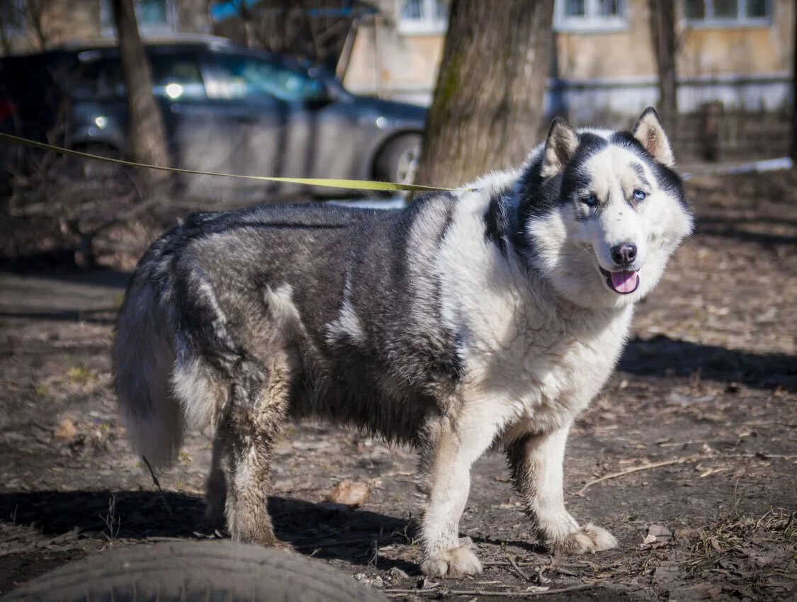 Дети помоек. Почему хаски так часто выкидывают на улицу? | In Dogs we Trust  | Дзен