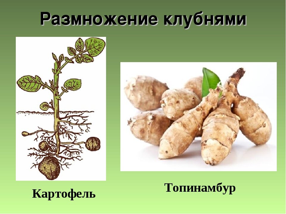 Размножить клубнем можно лук картофель тюльпан. Топинамбур размножение клубнями. Вегетативное размножение клубнями. Вегетативное размножение корневыми клубнями. Топинамбур корневище клубень луковица.