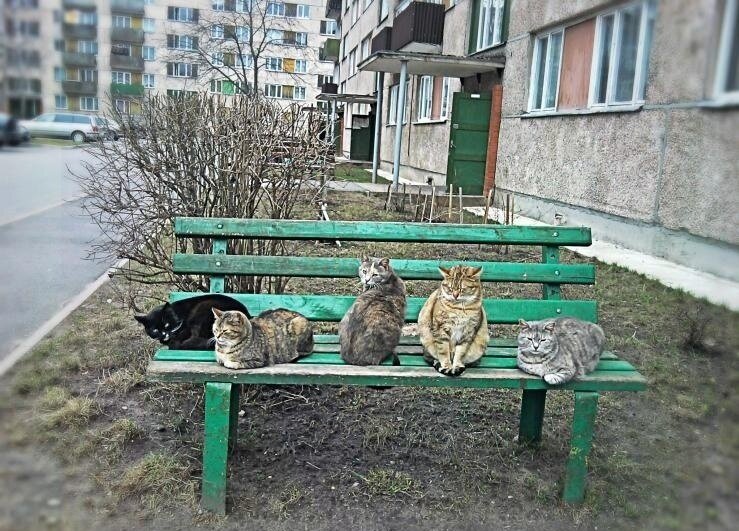 Борцы с грызунами.