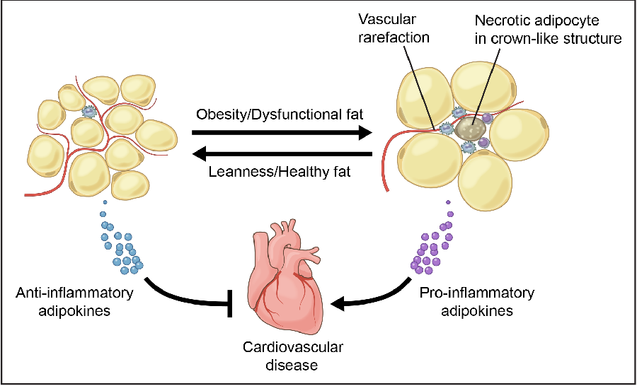 Жировые клетки у людей с нормальным весом больше вырабатывают анти-воспалительных молекул, а у людей с ожирением (повышенным весом) вырабатывается больше воспалительных молекул. Воспаление, как известно, приводит к развитию сердечно-сосудистых заболеваний.