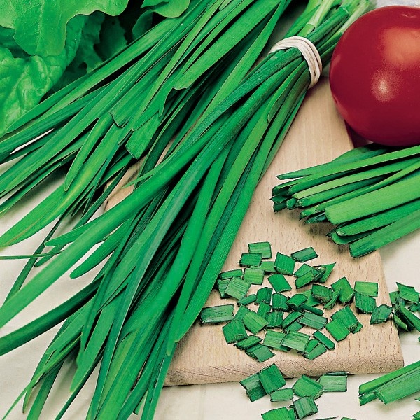 источник https://florexpol.eu/8616-thickbox/szczypiorek-czosnkowy.jpg